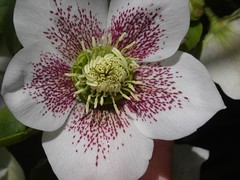 ‘Harrington Speckled’ Hellebore