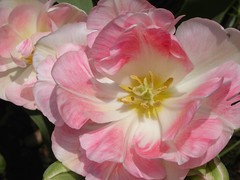 ‘Angelique’
