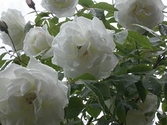 Colour week - white