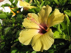 hibiscus