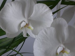 Orchids