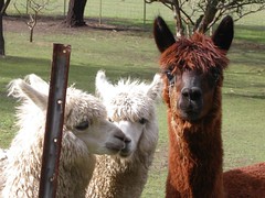 Mum and Dad’s alpacas…some of them