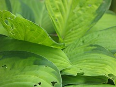 Holey hosta